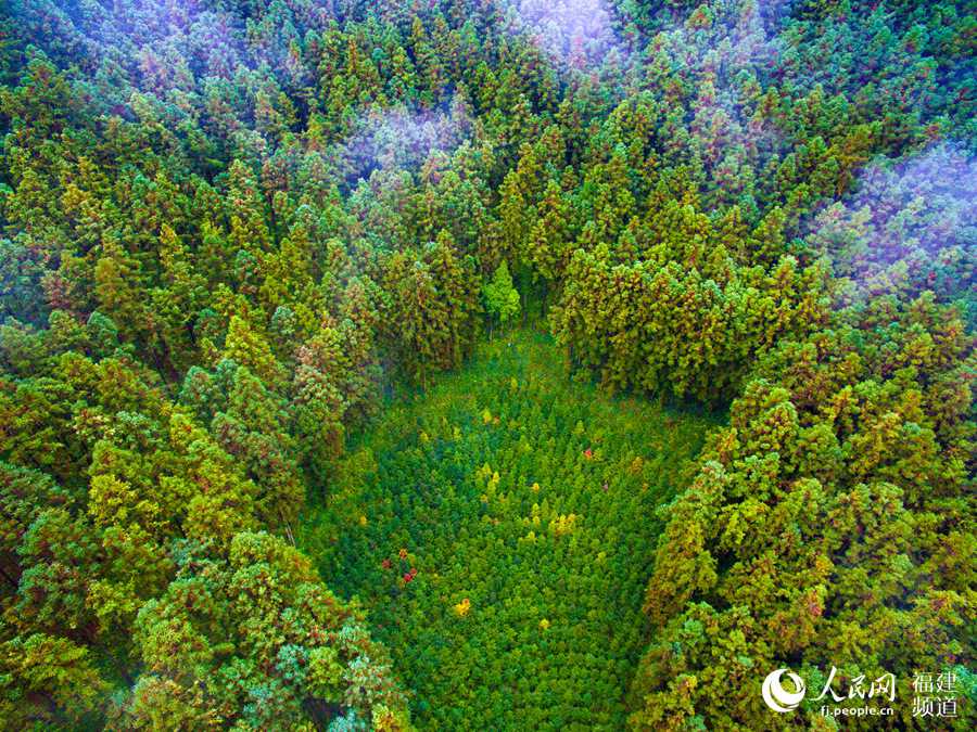 بالصور: أجمل المناظر الغابية في مقاطعة فوجيان الصينية