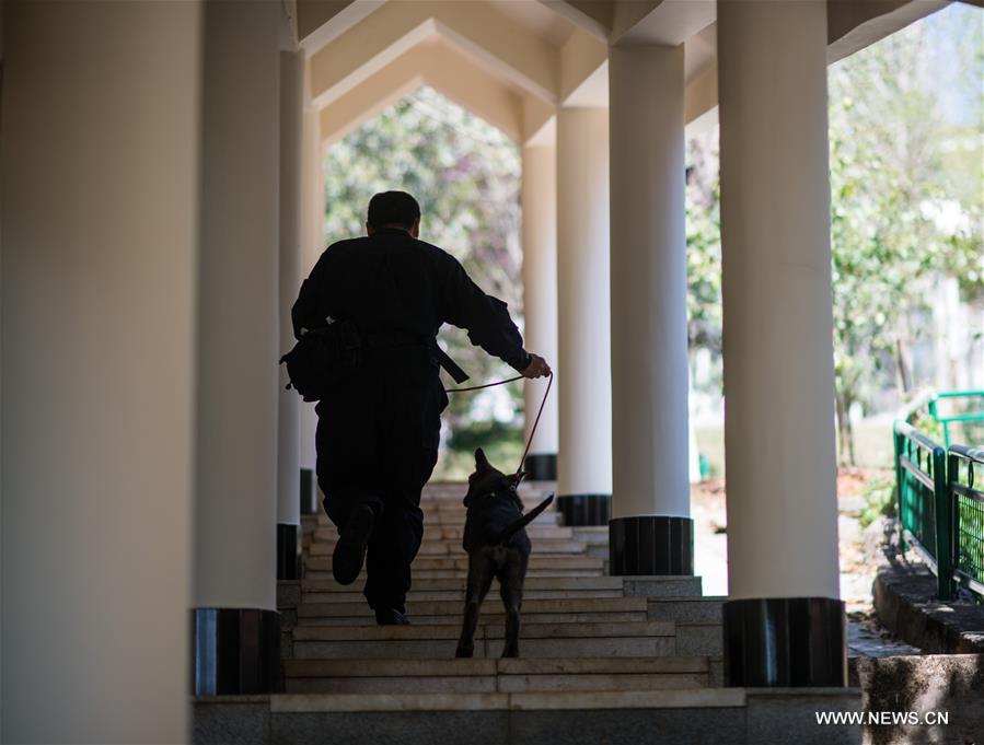 أول كلب شرطي مستنسخ يبدأ تدريباته في قاعدة في جنوب غربي الصين
