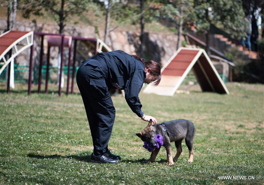 أول كلب شرطي مستنسخ يبدأ تدريباته في قاعدة في جنوب غربي الصين