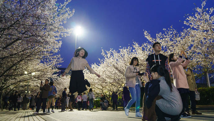 بالصور: الزوار يستمتعون بأزهار الكرز في الليل بشانغهاي