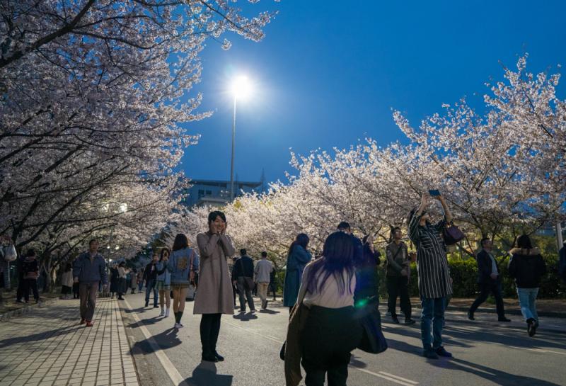 بالصور: الزوار يستمتعون بأزهار الكرز في الليل بشانغهاي