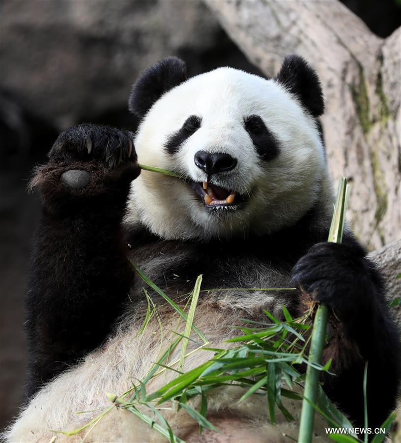 حديقة حيوان سان دييغو تقيم حفلة وداع لاثنين من الباندا العملاقة