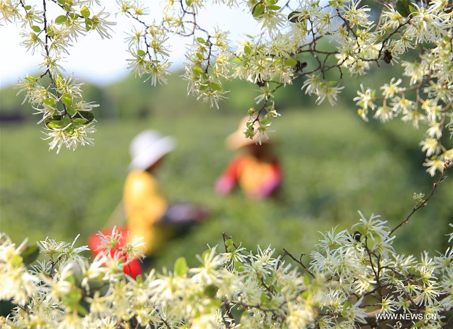 زراعة الشاي تساعد على تخفيف الفقر في محافظة هنغنان بوسط الصين