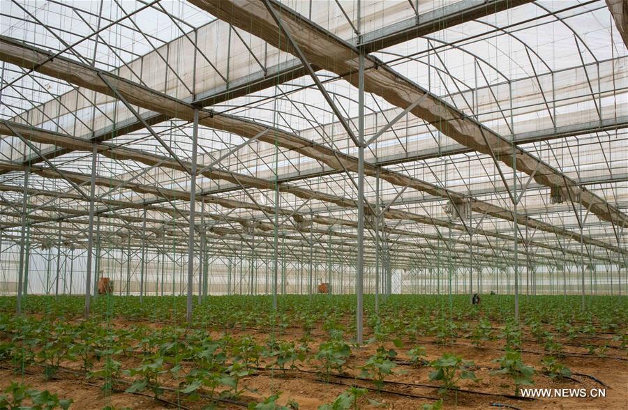 مسئول شركة (سينوماك): تقنيات الصوب الزراعية الصينية تساهم في تطوير الزراعة الحديثة بمصر