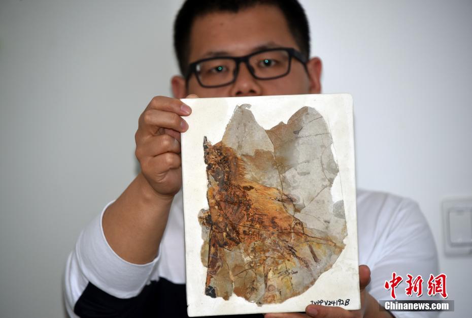اكتشاف أحفور ديناصور ذي أجنحة غشائية عمره 160 مليون سنة في الصين