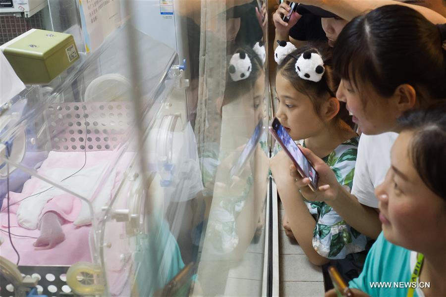 ولادة أول باندا عملاقة في الأسر هذا العام في الصين