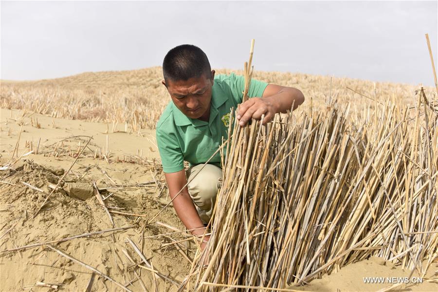 الصين تعمل على السيطرة على التصحر