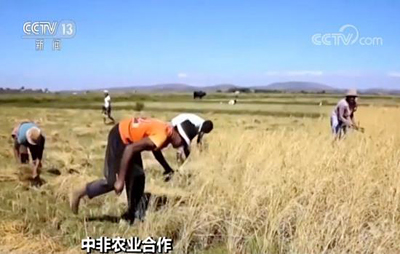 إنتاج الأرز الهجين الصيني يسجل رقما قياسيا في أفريقيا