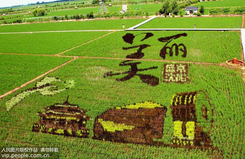 لوحات عملاقة في حقول الأرز للاحتفال بالذكرى الـ70 لتأسيس الصين الجديدة