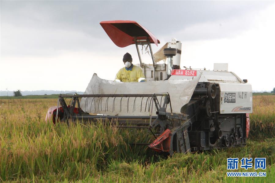 تحول أرض قاحلة إلى حقل زراعي في أوغندا بمساعدة شركة صينية