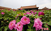 لقب "الزهرة الوطنية" يثير نقاشا ساخنا على مواقع التواصل الصينية