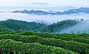"الشاي الصيني" .. اقتصاد ضخم ساهم في محاربة الفقر ورفع معدلات النمو بهضاب هانتشونغ