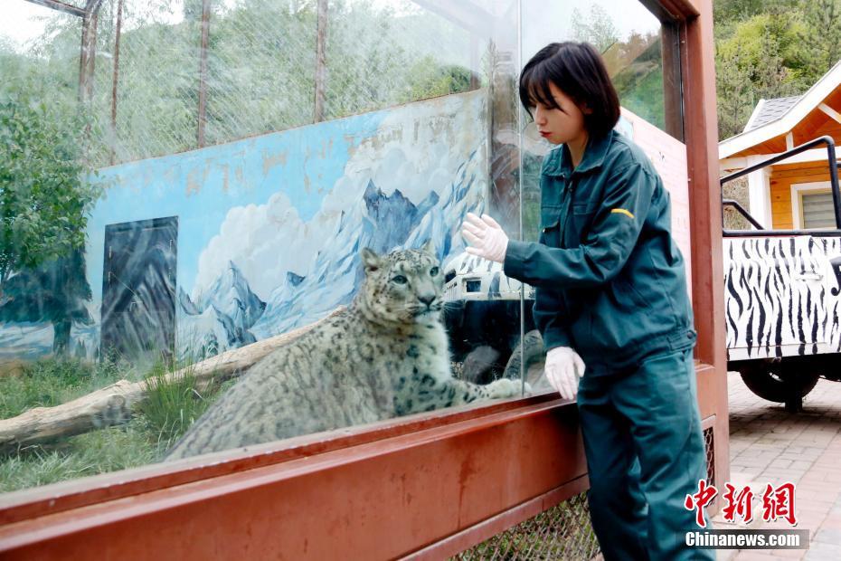 حياة فتاة عشرينية مع  نمر الثلوج في هضبة التبت-تشينغهاي