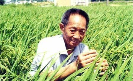 الأرز الهجين الصيني الرفيع يفيد العالم
