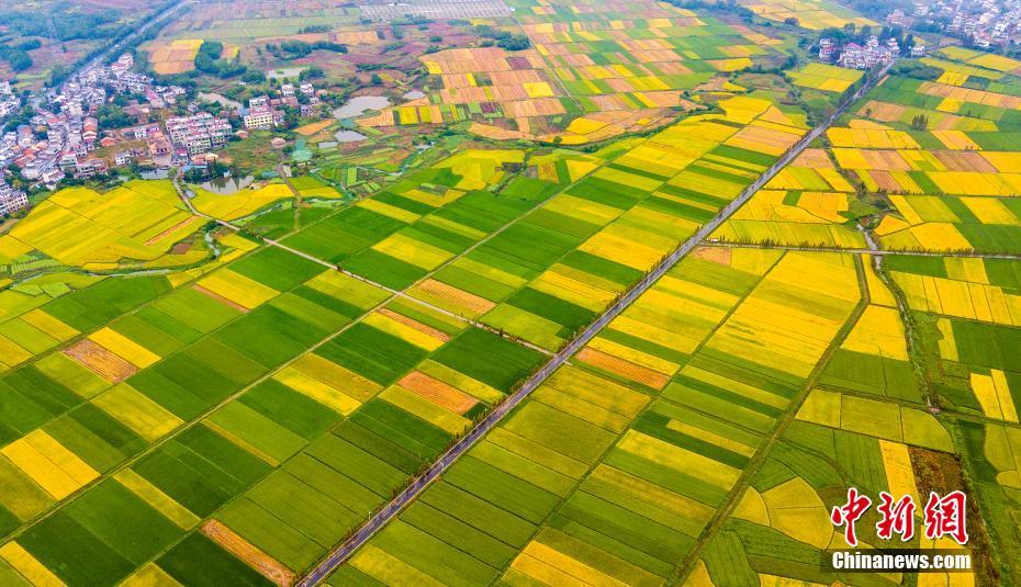 الخريف يكشف عن جمال الحقول الملونة في جيانغشي