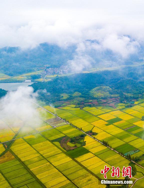 الخريف يكشف عن جمال الحقول الملونة في جيانغشي