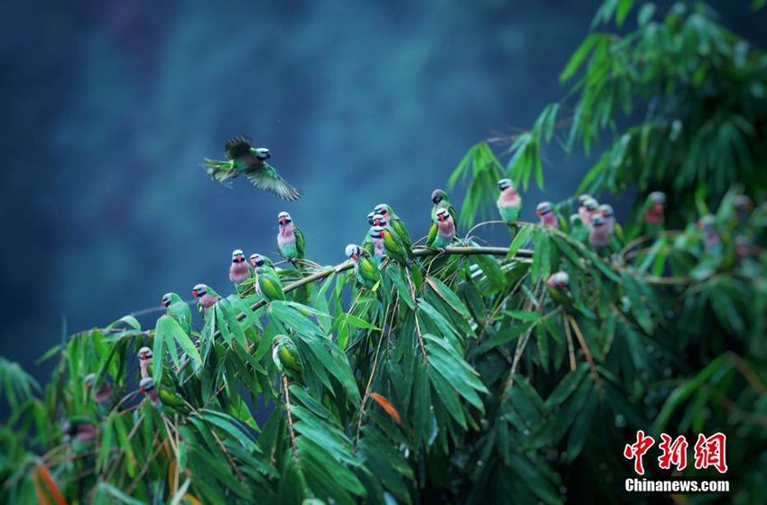 ديهونغ في جنوب غربي الصين.. صور نادرة ومشاهد رائعة من الطبيعة