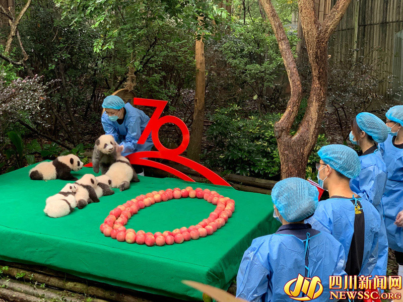 الكشف عن سبعة أشبال الباندا العملاقة حديثي الولادة في تشنغدو بشكل رقم 