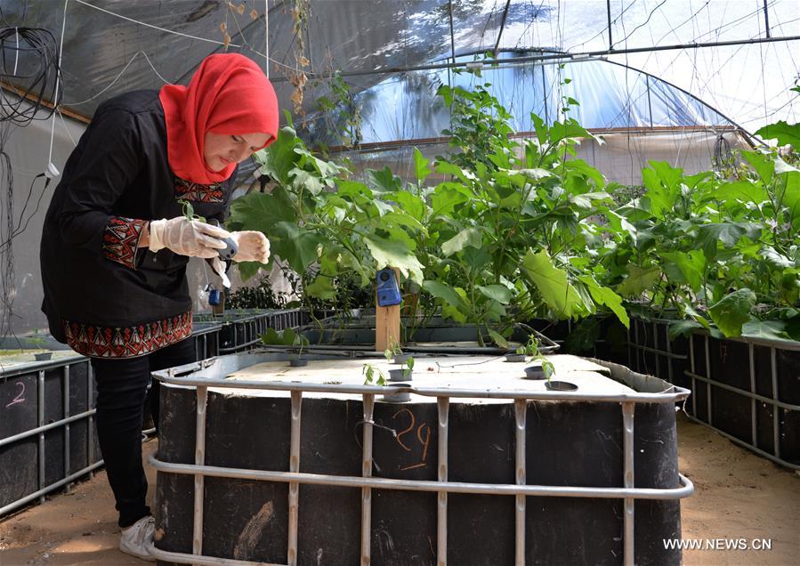 مقالة : مهندسة زراعية تنشئ أول مزرعة مائية في غزة