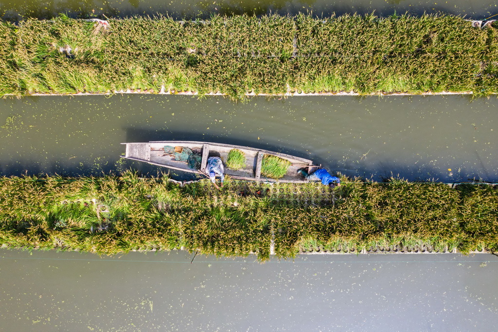 بالصور: مزرعة على النهر بتشجيانغ تدخل موسم الحصاد
