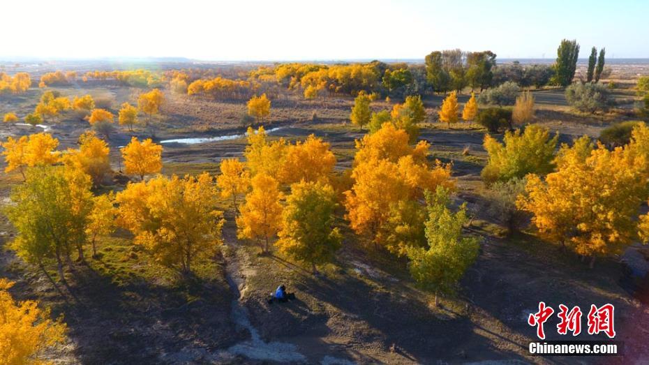 غابة أشجار الحور الأصفر بقانسو .. لوحة بألوان الخريف المميزة