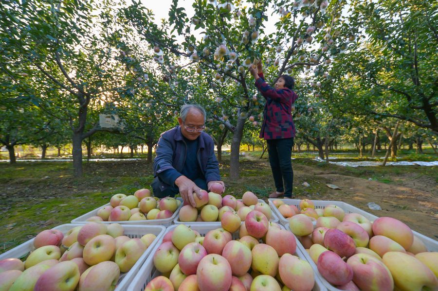 التفاح، مصدر هام لزيادة الدخل في قرية بشمالي الصين