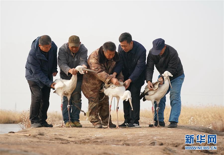 إطلاق ثلاثة لقالق بيضاء نادرة إلى الطبيعة في شمالي الصين
