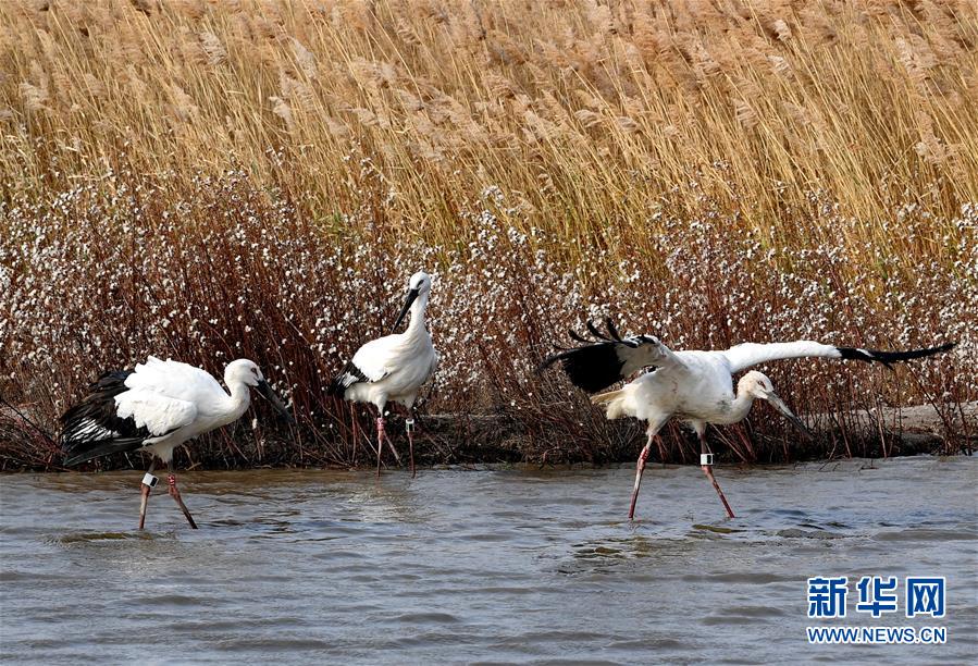 إطلاق ثلاثة لقالق بيضاء نادرة إلى الطبيعة في شمالي الصين