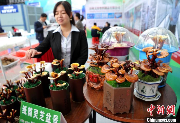 مهرجان الفطر الصيني: منتجات الفطر الإبداعية تلقى اهتماما واسعا