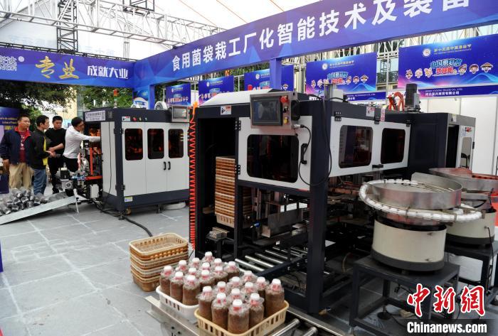 مهرجان الفطر الصيني: منتجات الفطر الإبداعية تلقى اهتماما واسعا