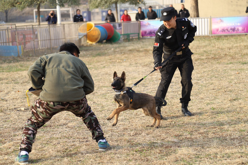 لأول مرة .. كلاب مستنسخة في سلك كلاب الشرطة ببكين رسميا