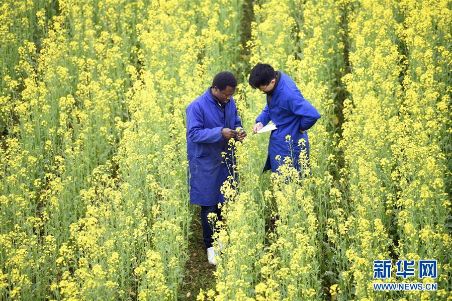 مجموعة صور: الطلاب الأجانب الذين يتعلمون التقنيات الزراعية في الصين