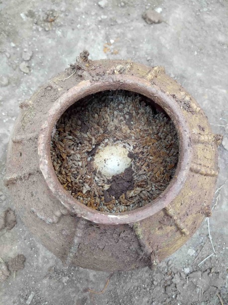 اكتشاف بيض محفوظة جيدا في قبر قبل 500 عام في جنوب غربي الصين