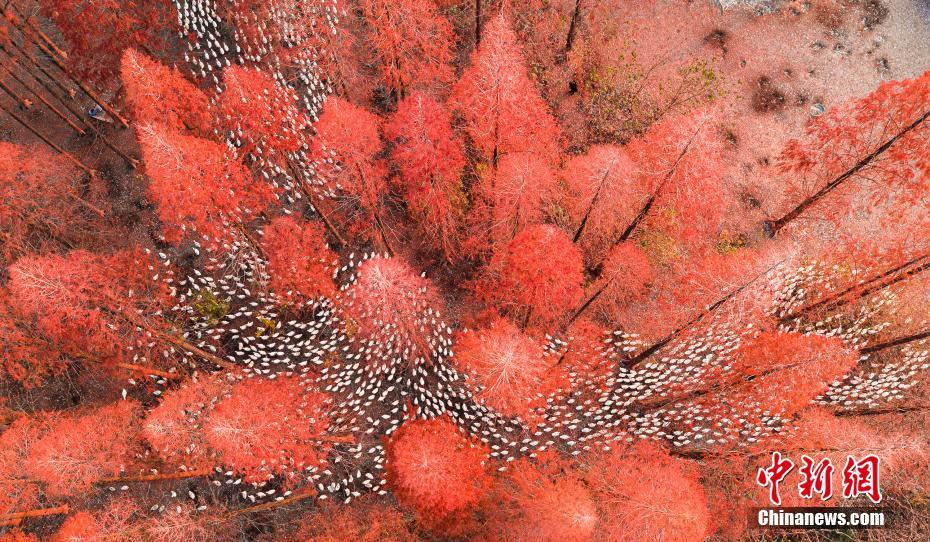 الاوز الأبيض يشكل لوحة فنية رائعة في الغابة الحمراء بمقاطعة جيانغسو