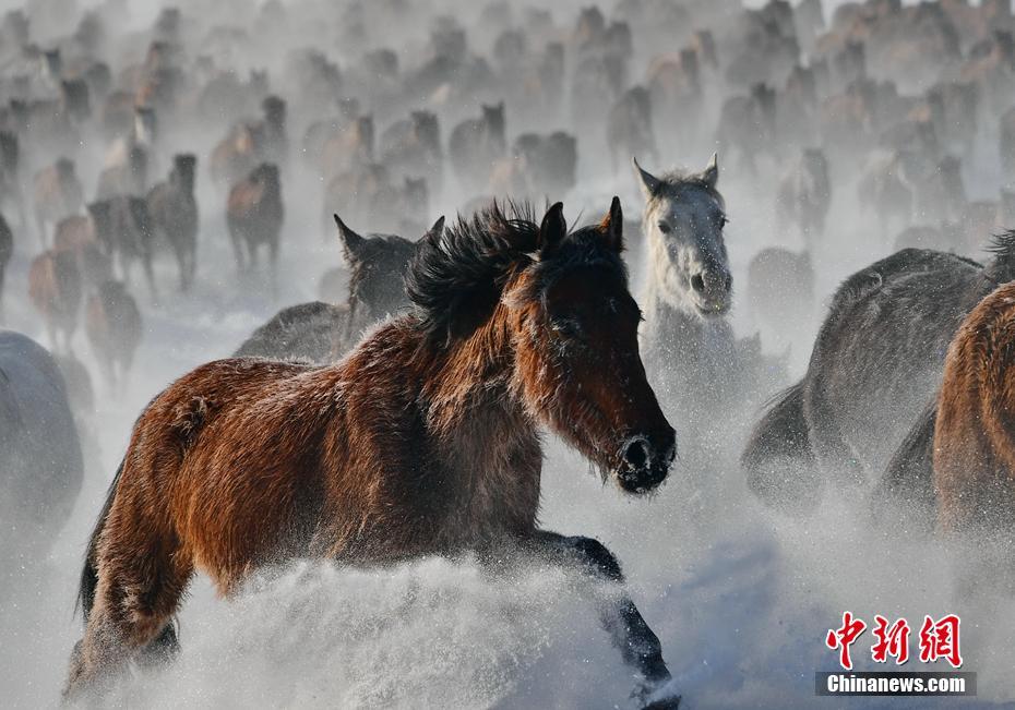 مشاهد ركض خيول مهيبة على حقل ثلجي بشينجيانغ