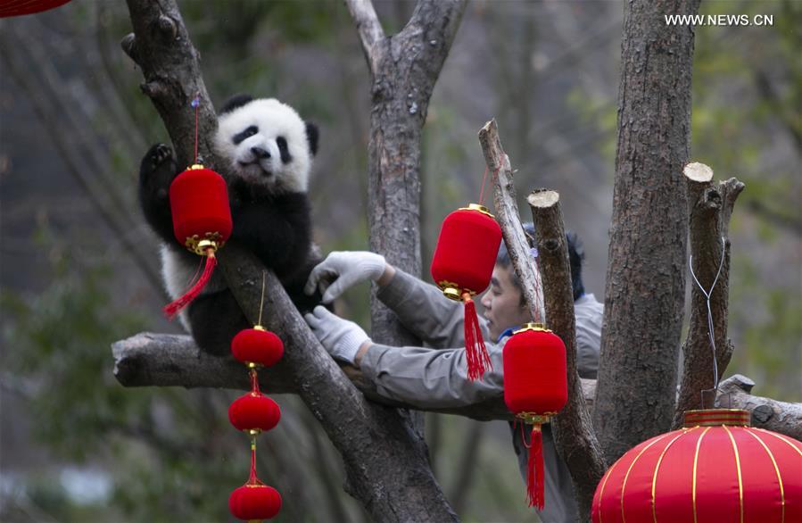 20 صغير باندا عملاقة يرسلون تحياتهم في السنة الصينية الجديدة