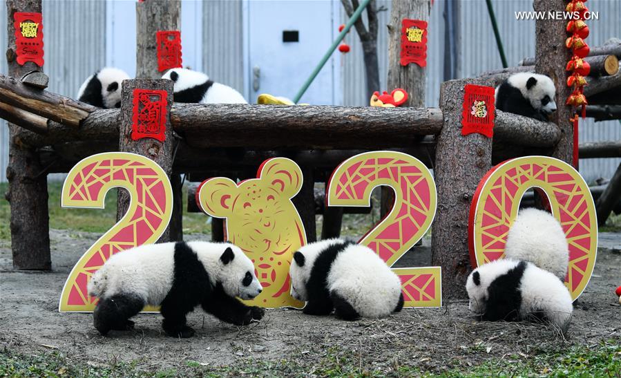 20 صغير باندا عملاقة يرسلون تحياتهم في السنة الصينية الجديدة