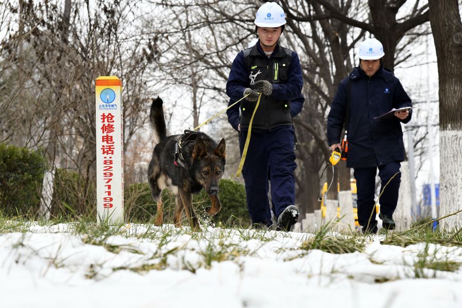 استخدام كلب خاص لضمان سلامة أنابيب الغاز خلال عيد الربيع في مقاطعة صينية