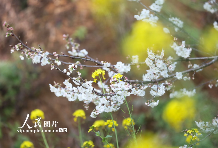 بالصور: أزهار الكرز تزين الحقول المدرجة بقويتشو