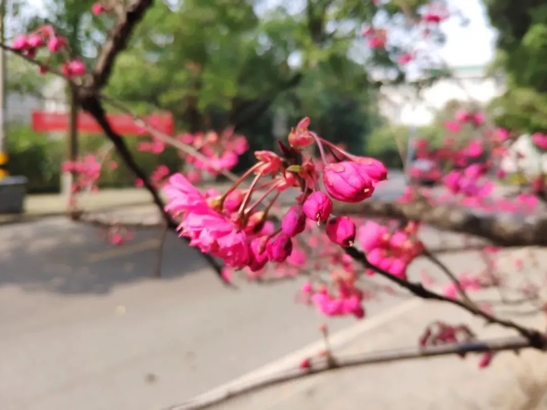 ازدهار أزهار الكرز في جامعة ووهان، 