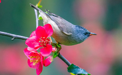 تشونغتشينغ: الطيور "ترقص" بين الزهور فى الربيع