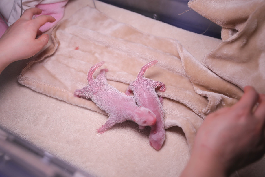 ولادة أول صغيرين للباندا العملاقة في عام 2020 في العالم