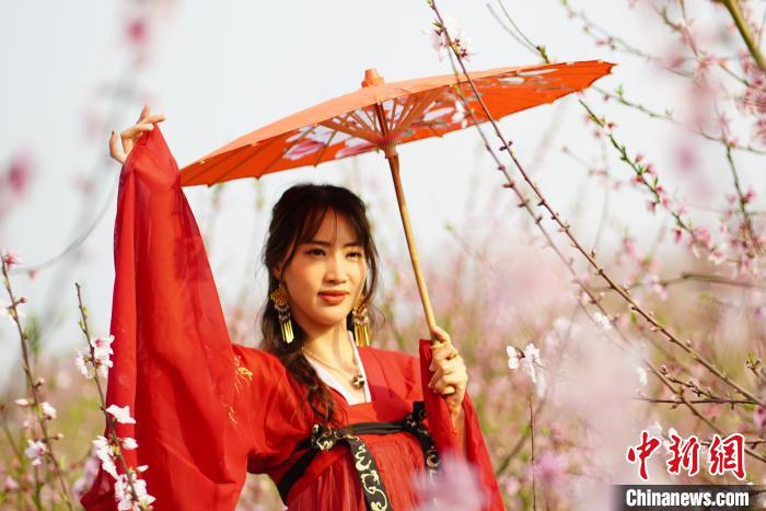 بالصور: حسناوات مرتديات الأزياء الكلاسيكية بين أزهار الخوخ بجنوب الصين