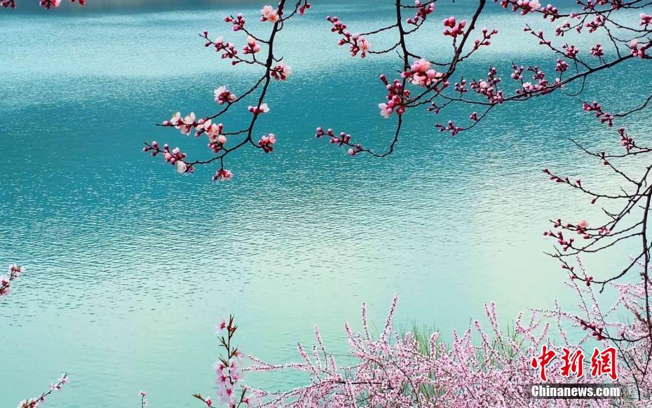 زهور الخوخ تجمل جبل كونغتونغ الطاوي الشهير