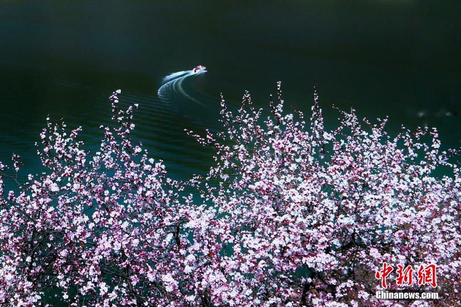 زهور الخوخ تجمل جبل كونغتونغ الطاوي الشهير