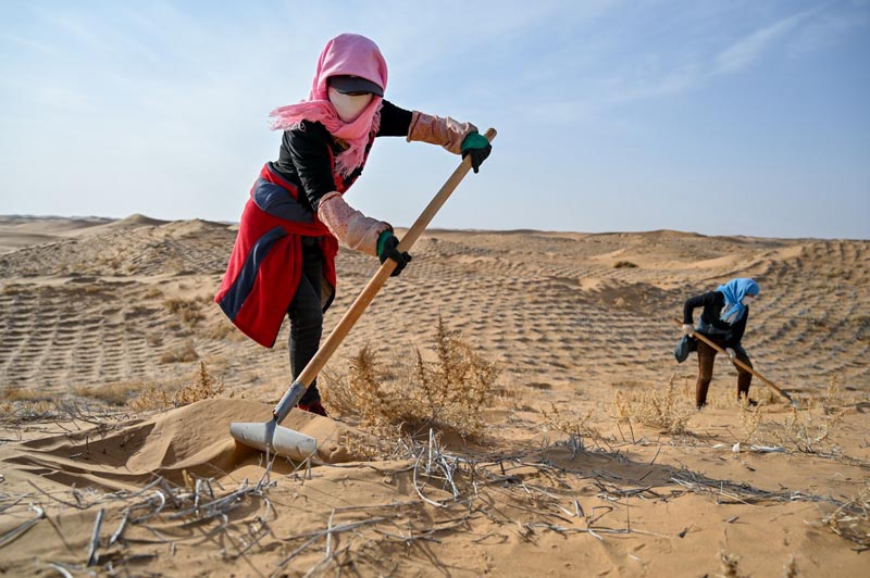 بالصور: زراعة نبات الرمل للحد من التصحر في منطقة منغوليا بشمال الصين