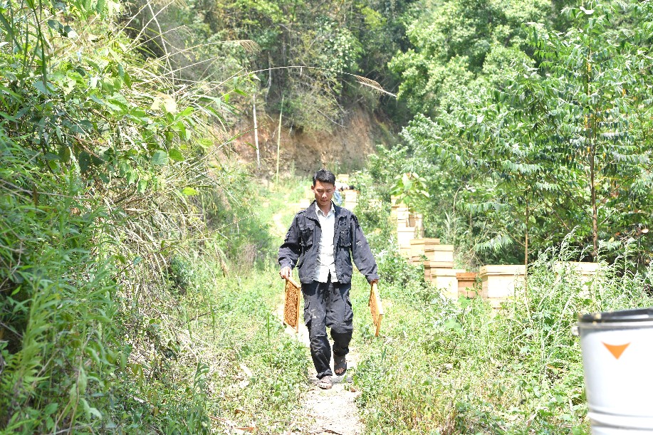 النحل يساعد المزارعين على زيادة الدخل في جنوبي الصين