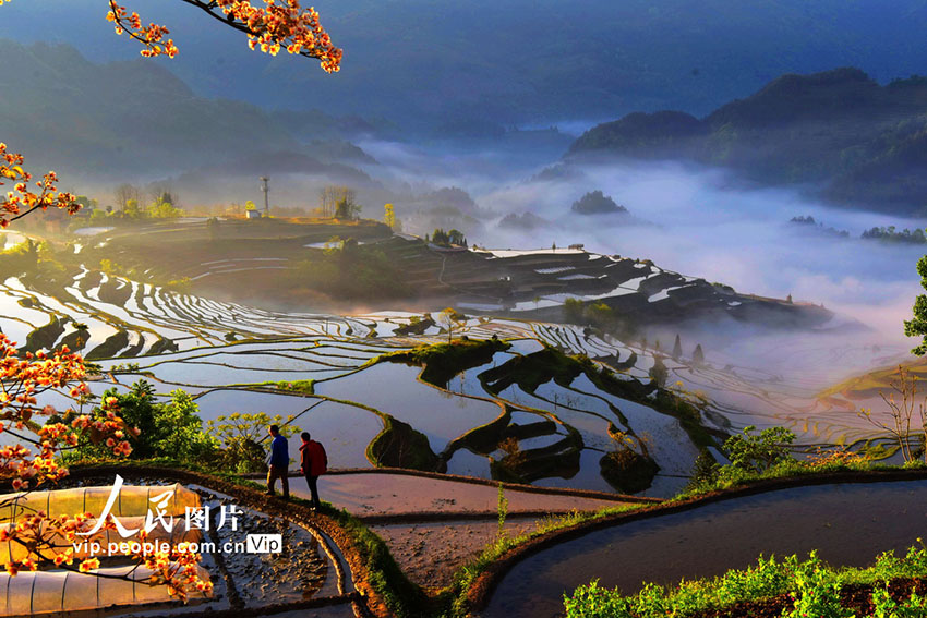 ابداعات الطبيعة.. الحقول المدرجة في جنوب غربي الصين ترسم لوحة رائعة الجمال