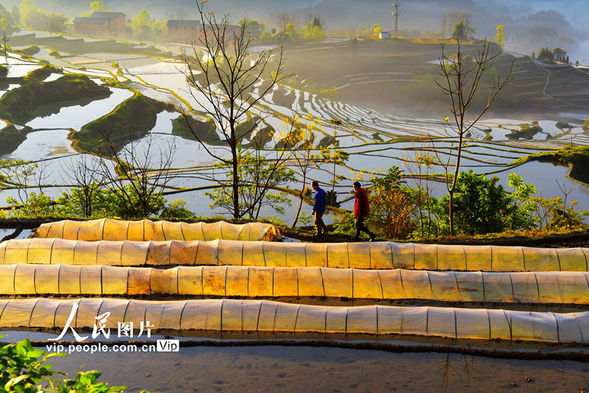 ابداعات الطبيعة.. الحقول المدرجة في جنوب غربي الصين ترسم لوحة رائعة الجمال
