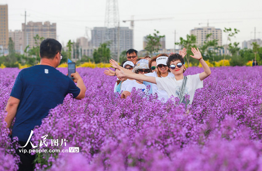 رائحة زهور الخزامي (اللافندر) العطرة تنعش نفوس ضيوف شينجيانغ